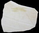 Fossil Dragonfly (Pos/Neg Pair) - Solnhofen Limestone #63374-2